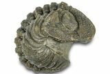 Wide Enrolled Morocops Trilobite - Morocco #323216-1